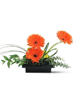 Teleflora's Zen Gerbera Bowl
