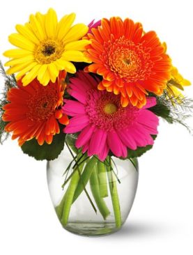 Teleflora's Fiesta Gerbera Vase