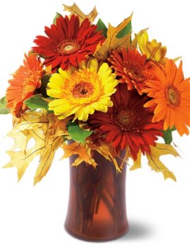 Autumn Gerberas