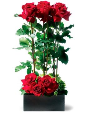 Scarlet Splendor Roses