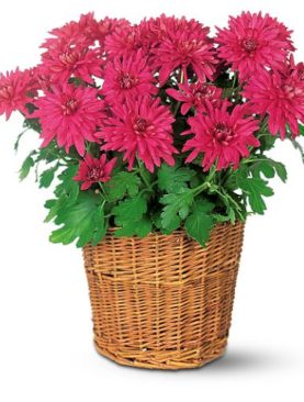 Purple Chrysanthemum