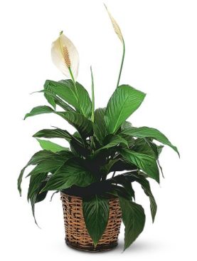 Peace Lily Plant