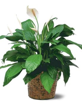 Large Peace Lily  Plant