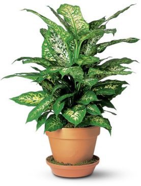 Dieffenbachia