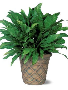 Aglaonema