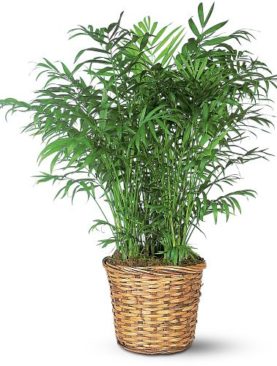 Parlor Palm