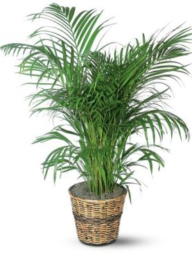 Areca Palm