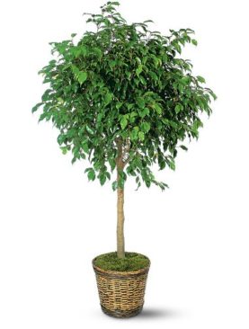 Ficus Tree