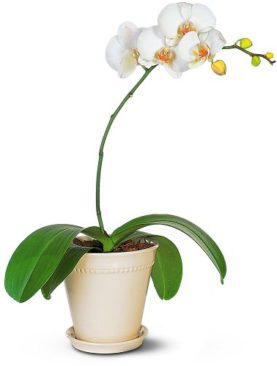 White Phalaenopsis Orchid