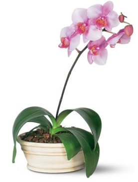 Lavender Phalaenopsis Orchid
