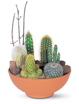 Cactus Garden