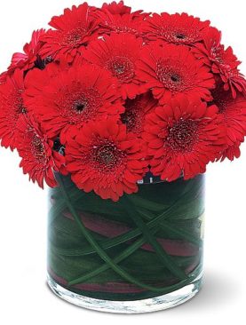 Red Gerbera Collection