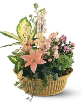 Peach Tribute Garden