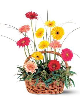 Uplifting Gerbera Basket