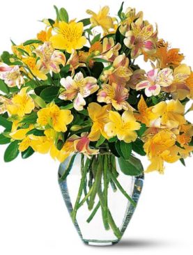 Sparkling Alstroemeria