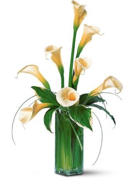 White Callas