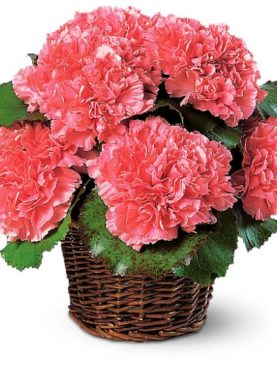 Carnation Expression