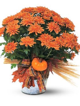 Bronze Cushion Mum Plant